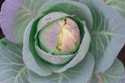 Natural background with cabbage leaf texture in raindrops, rainy weather, mac Stock Photos