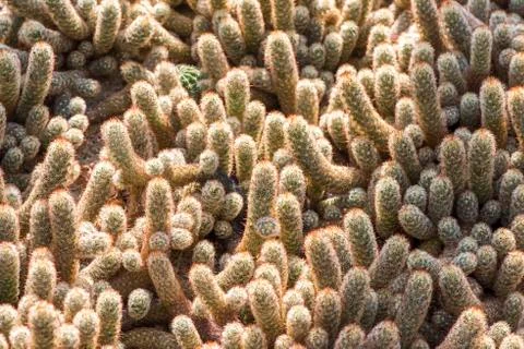 Natural background cactus close up Stock Photos