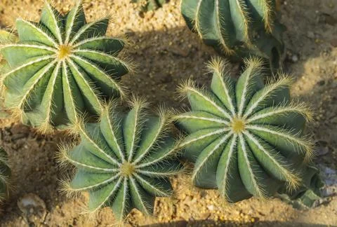 Natural background cactus close up Stock Photos