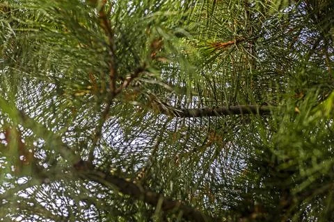 Natural background of cedar pine branches against a blue sky 스톡 사진