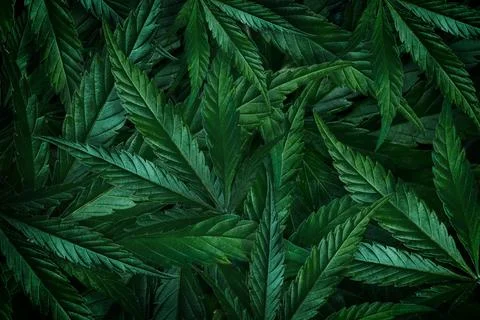 Natural background close-up of a green leaf of marijuana, cannabis Stock Photos