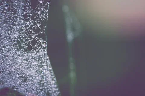 Natural background Cobweb dew Blurred Background. Dew on spider web Stock Photos