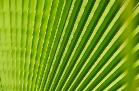 Natural background with copy space. Selective focus texture of green leaf. Foto stock