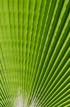 Natural background with copy space. Selective focus texture of green leaf. Stock Photos