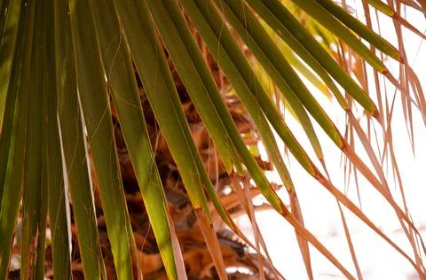Natural background with copy space. Selective focus texture of green palm leaf. Stock Photos