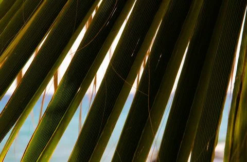 Natural background with copy space. Selective focus texture of green palm leaf. Stock Photos