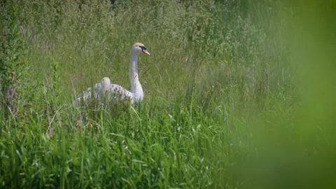 Natural Background Of Curious White Mute Swans Stock Footage 137622605