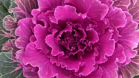 Natural background of decorative lilac cabbage, vertical video frame Stock Footage 140805073