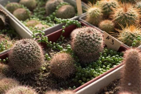 Natural background with a desert kind of cactuses grows in a warm house. Stock Photos