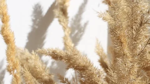 Natural background with dry branches and flowers of pampas grass Stock Footage 196006297