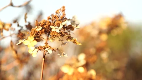 Natural background with dry hydrangea branches 库存影片 154925712