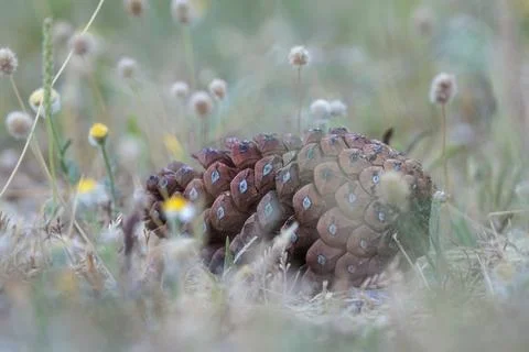 Natural background with a fallen pine cone in the undergrowth Stock-Fotos
