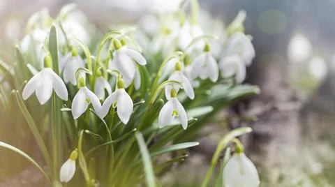 Natural background with first spring flowers white snowdrops Foto stock