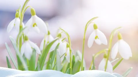 Natural background with first spring flowers white snowdrops Foto stock