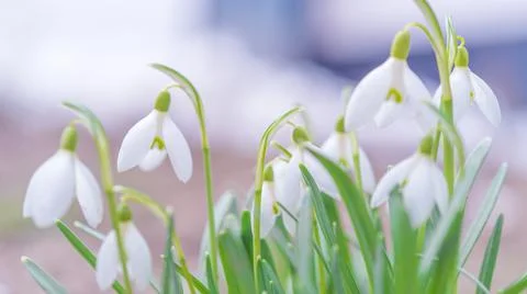 Natural background with first spring flowers white snowdrops Stock Photos