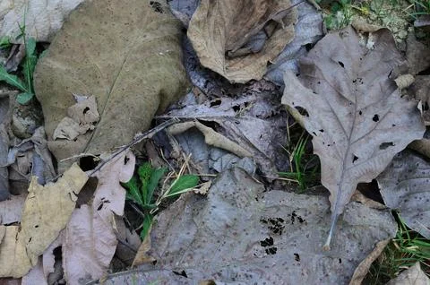 Natural background with foliage objects Stock Photos