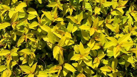 Natural background Stock Footage 155140230