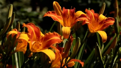 Natural background Stock Footage 170693688