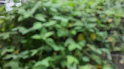 Natural background Stock Footage 224869603