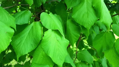 Natural background Stock Footage 273393497