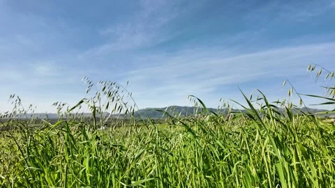 Natural Background Stock Footage 275553425
