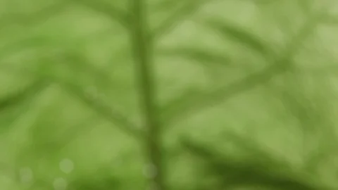 Natural background footage. Macro, close-up. Transition from blurred background  Stock Footage 113344942