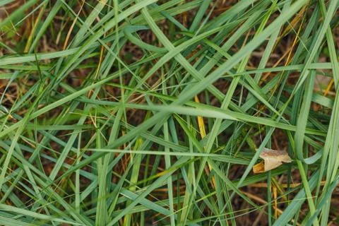 Natural background of forest grass. The texture of the grass. Macro view of a Stock-Fotos