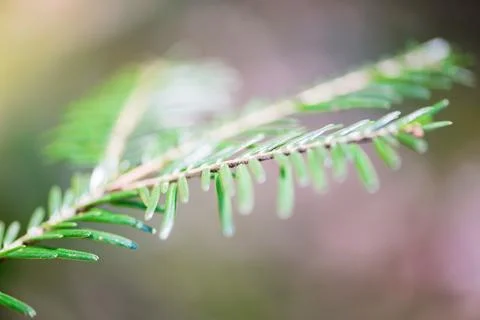 Natural background in the forest, trees, plants and stones Stock Photos