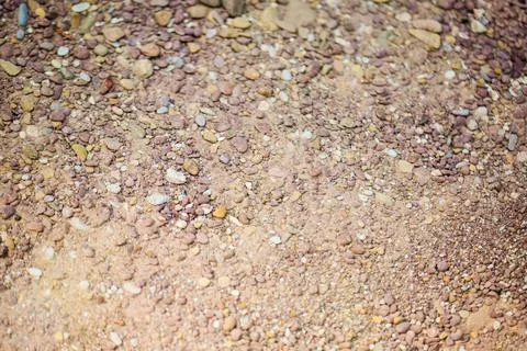 Natural background in the forest, trees, plants and stones Stock Photos