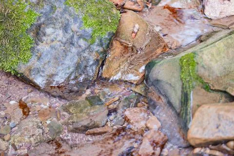 Natural background in the forest, trees, plants and stones Stock Photos