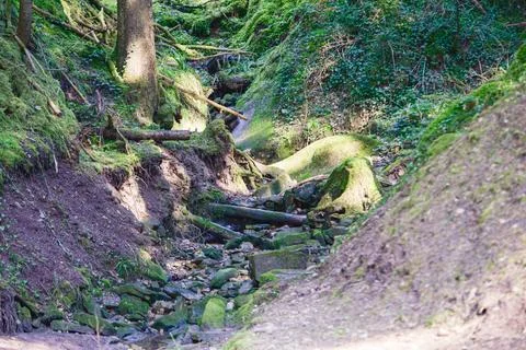 Natural background in the forest, trees, plants and stones Stock Photos