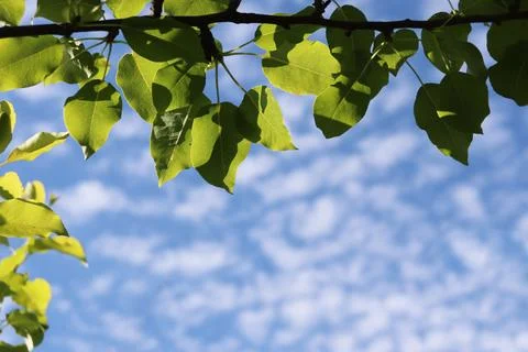 Natural background frame tree branch Stock Photos