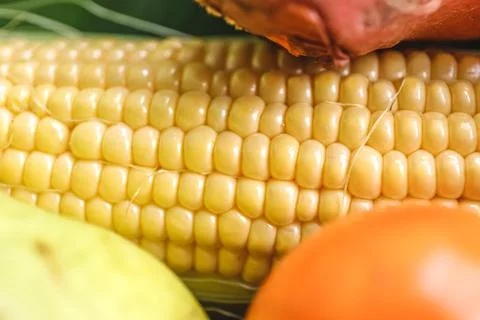 Natural background, fresh corn closeup, macro shot. Foto stock