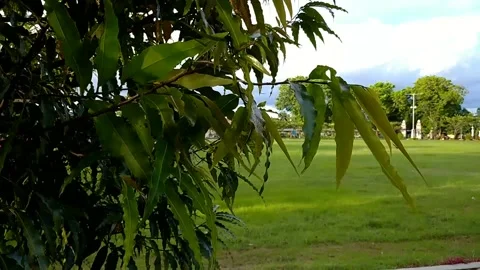 Natural background in the garden Stock Footage 142310500