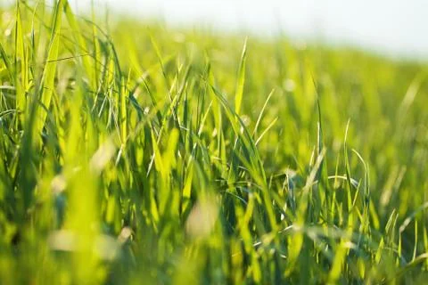 Natural background: grass backlit Foto stock