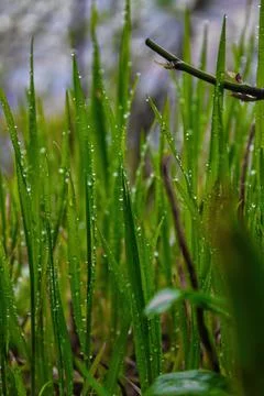 Natural background, grass with dew drops closeup Stock Photos