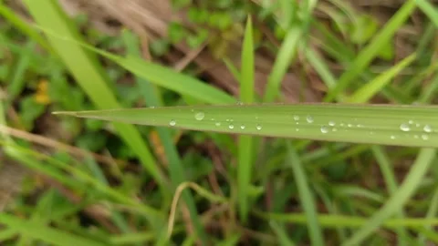 Natural background grass with raindrops 動画素材 296865794