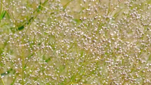 Natural background of grassy summer plants Stock Footage 112755033