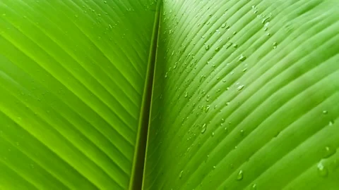 Natural Background with Green Background Stock Footage 314840099