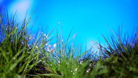 Natural background of green fresh young sprouts of grass covered with water drop Stock Footage 128109618