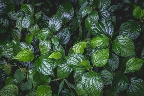 Natural background of green leaves Stock Photos