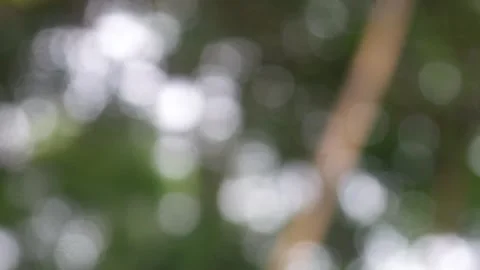 Natural background with green trees that appear softly blurred. Natural bokeh Stock Footage 321979635