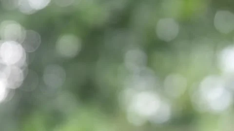 Natural background with green trees that appear softly blurred. Natural bokeh Stock Footage 321979636