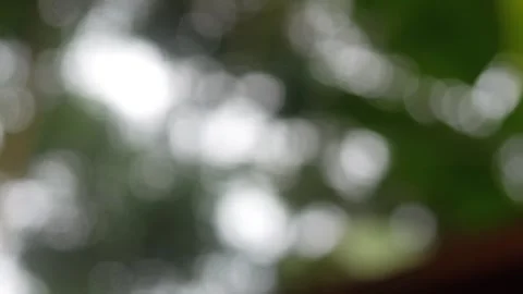 Natural background with green trees that appear softly blurred. Natural bokeh Stock Footage 321979646