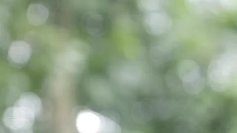 Natural background with green trees that appear softly blurred. Natural bokeh Stock Footage 321979649