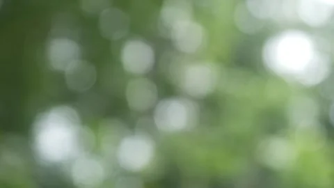 Natural background with green trees that appear softly blurred. Natural bokeh Stock Footage 321979652