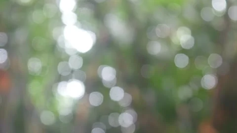 Natural background with green trees that appear softly blurred. Natural bokeh Stock Footage 321980216