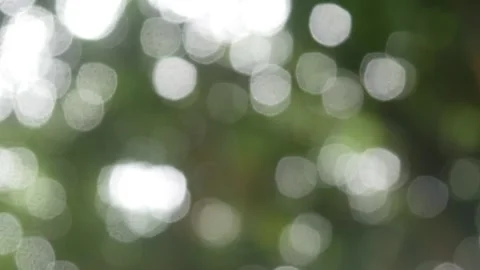 Natural background with green trees that appear softly blurred. Natural bokeh Stock Footage 321980218