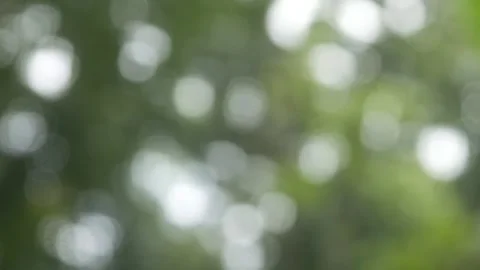 Natural background with green trees that appear softly blurred. Natural bokeh Stock Footage 321980247