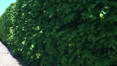 Natural background - Green Wall Vídeo Stock 281964906